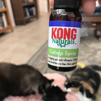 Premium Catnip Spray