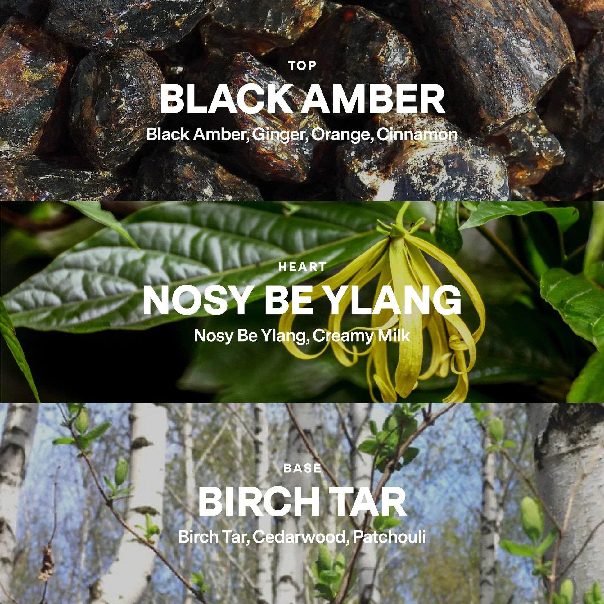 No 15 — Black Amber, Nosy Be Ylang, Birch Sap | Clean Candle