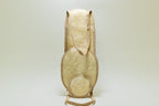 Natural Loofah | Bundle 1