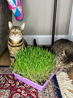 10"x10" Large Cat Grass Garden