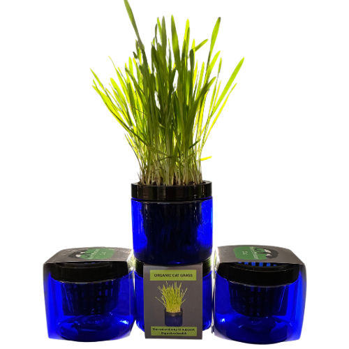 Contemporary Cat Grass Gardens for Stylish cat homes singles