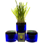 Contemporary Cat Grass Gardens for Stylish cat homes singles