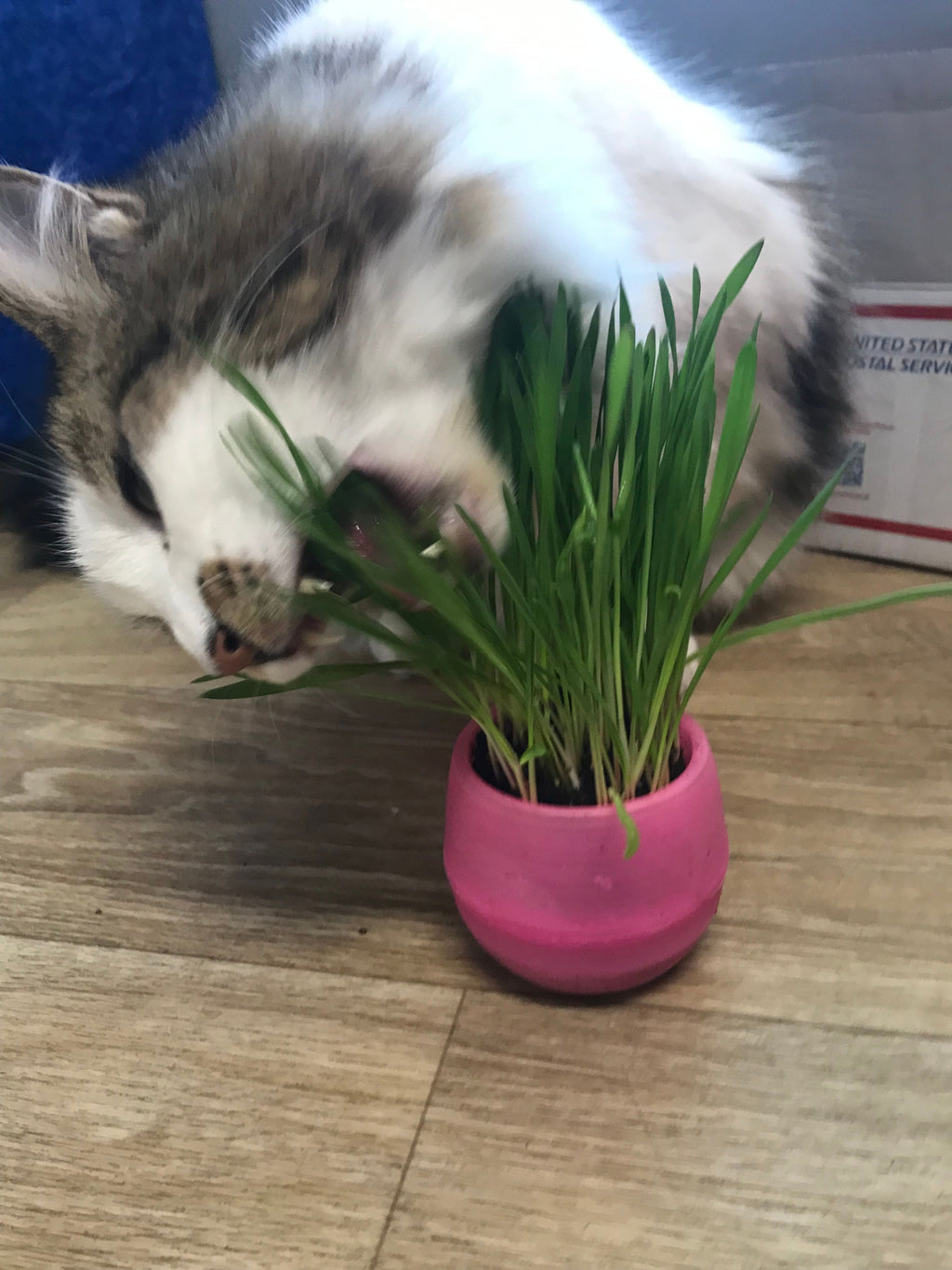Cat Grass Balls
