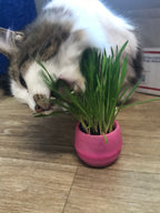 Cat Grass Balls