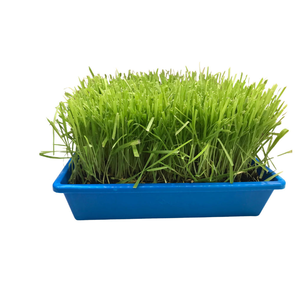 10"x10" Large Cat Grass Garden