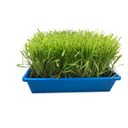 10"x10" Large Cat Grass Garden