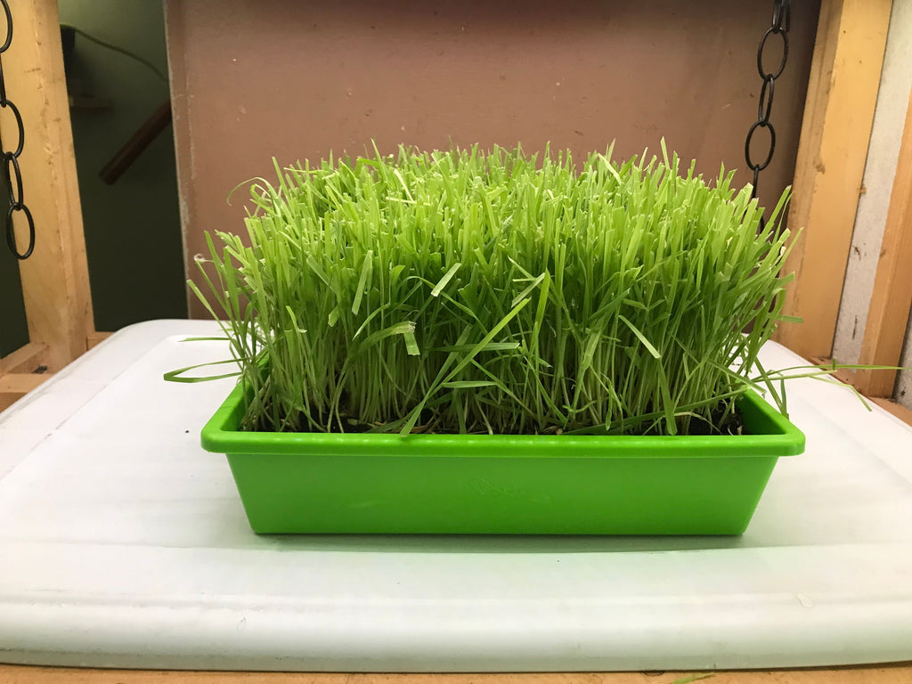 10"x10" Large Cat Grass Garden