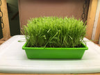 10"x10" Large Cat Grass Garden