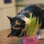 Cat Grass Balls