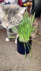 Contemporary Cat Grass Gardens for Stylish cat homes singles