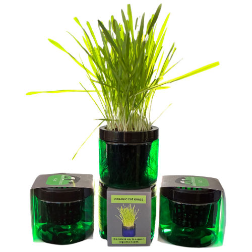 Contemporary Cat Grass Gardens for Stylish cat homes singles