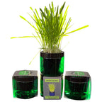 Contemporary Cat Grass Gardens for Stylish cat homes singles