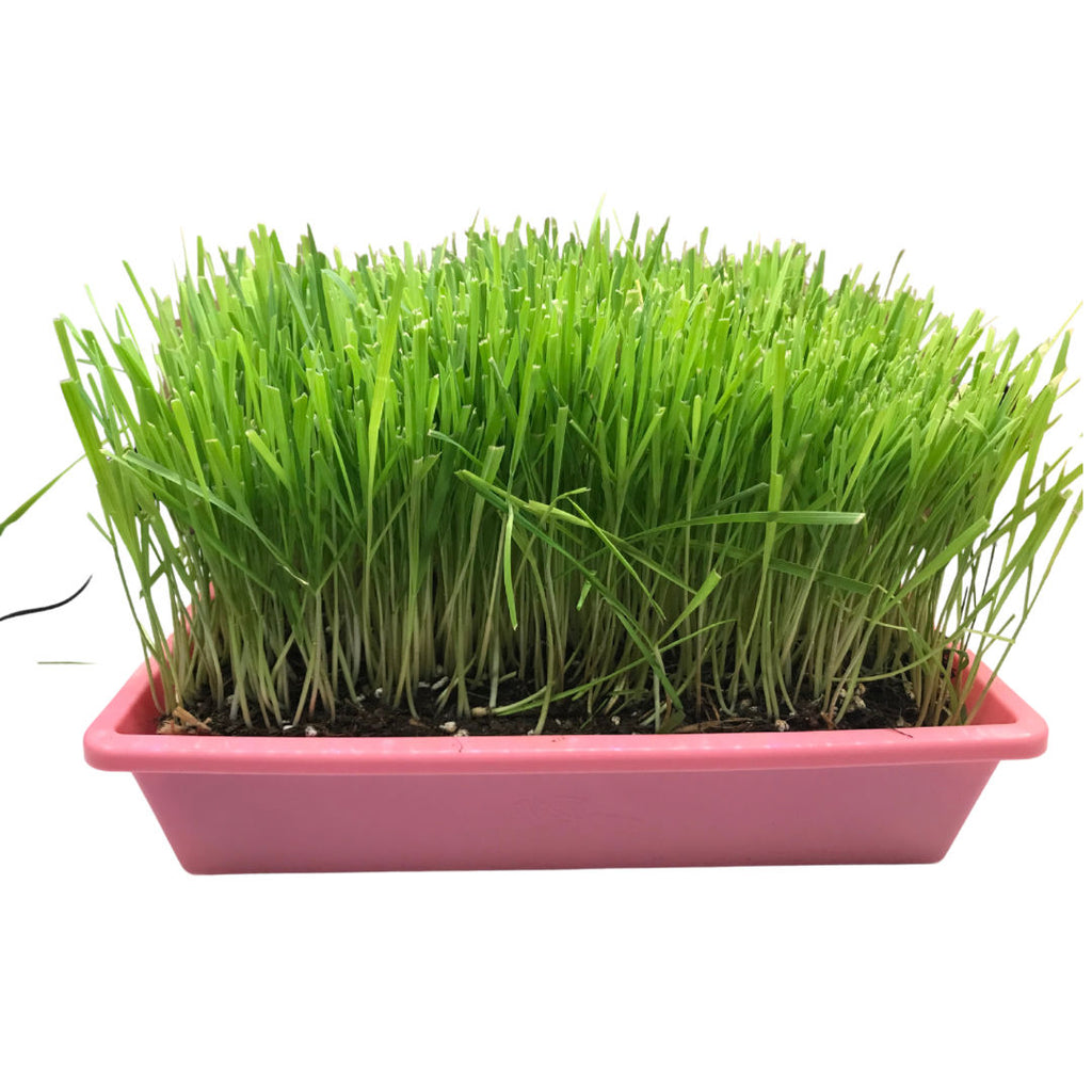 10"x10" Large Cat Grass Garden
