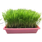 10"x10" Large Cat Grass Garden