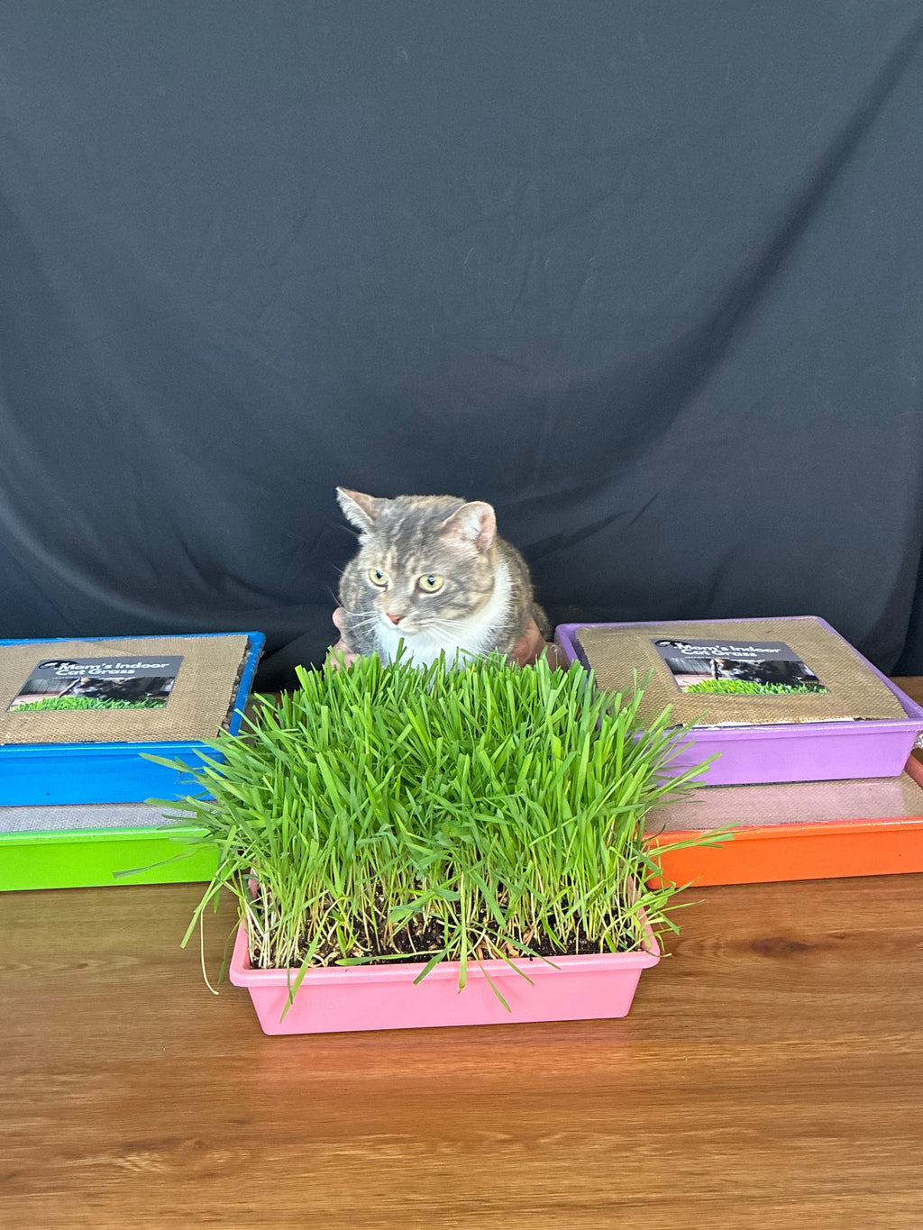 10"x10" Large Cat Grass Garden