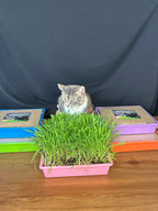 10"x10" Large Cat Grass Garden