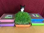 10"x10" Large Cat Grass Garden