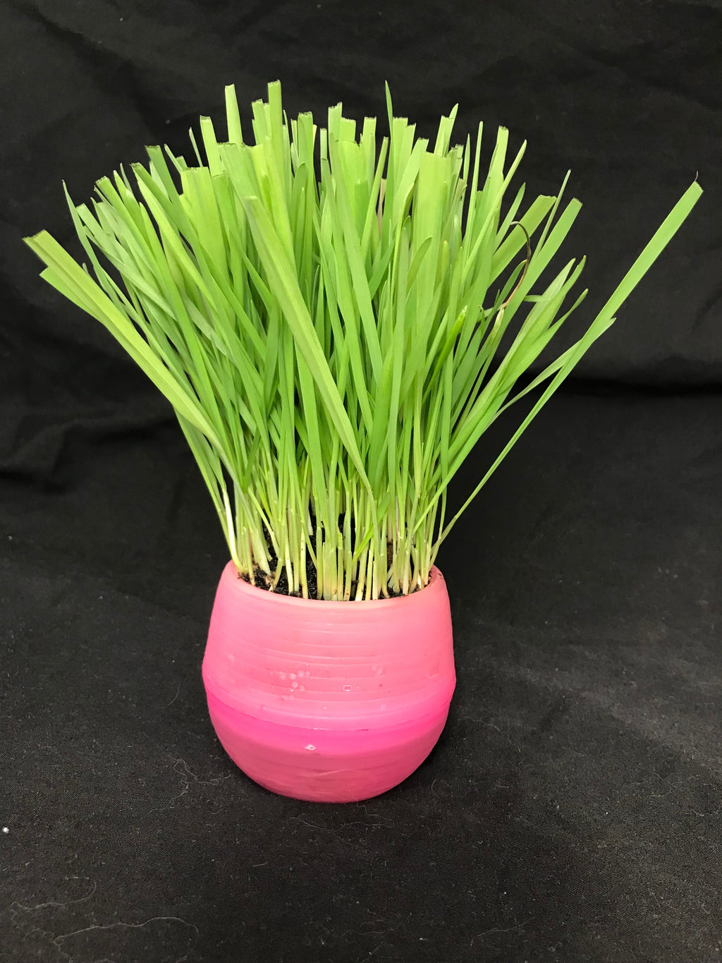 Cat Grass Balls