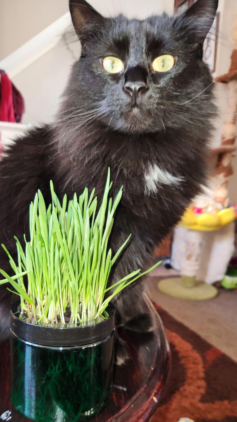 Contemporary Cat Grass Gardens for Stylish cat homes singles