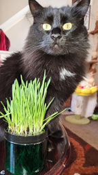 Contemporary Cat Grass Gardens for Stylish cat homes singles