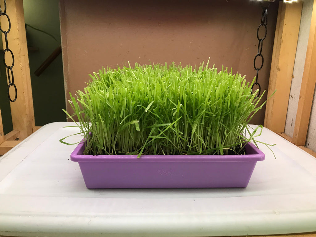 10"x10" Large Cat Grass Garden