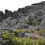 Sea Fennel Crème 50 ml